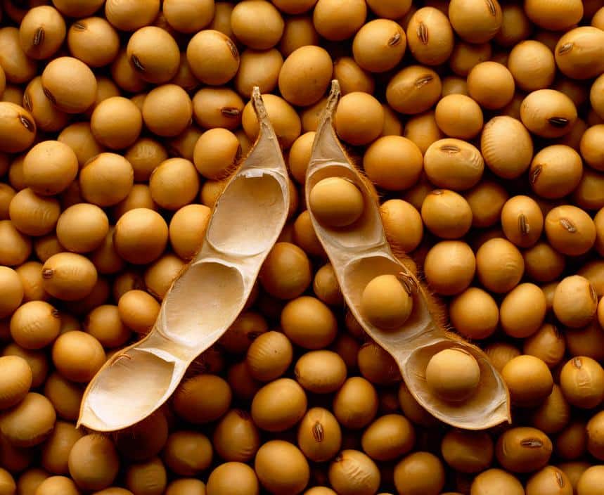 70% du soja produit dans le monde est génétiquement modifié ! 70% du soja produit dans le monde est génétiquement modifié !