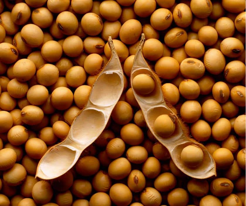 Alors que l’Europe autorise des produits à base de soja transgénique, la France étiquète les produits « sans OGM ». Alors que l’Europe autorise des produits à base de soja transgénique, la France étiquète les produits « sans OGM ».