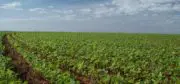 Soja : le retour du soja français