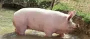 Abattoir Gad : SVA Jean Rozé prêt à reprendre l&rsquo;abattoir de porcs de Josselin