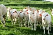 Des éleveurs vendéens en colère s&rsquo;improvisent « police de la viande »