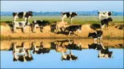 Elevage : La ferme des 1000 vaches commence son exploitation sous tension