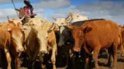 L&rsquo;Argentine n&rsquo;est plus le géant de la viande bovine