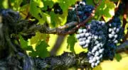 Vin : La Cité des Civilisations du vin devrait coûter 81 millions d&rsquo;euros à Bordeaux