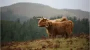 « Steak (R)evolution » : une ode à la viande sur écran géant