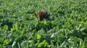 Agriculture : Stéphane Le Foll veut soutenir la filière betterave-sucre « leader européen » 
