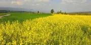 Syngenta booste le développement des hybrides de céréales et de colza à Chartres