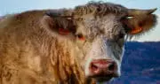 L&rsquo;ultimatum posé par les éleveurs bovins aux acteurs de la filière touche à sa fin