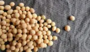 Carrefour et Avril s’associent pour lancer une filière durable de soja 100% origine France