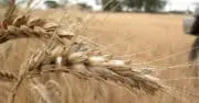 Axéréal a croqué Agri-Négoce, filiale d&rsquo;Ameropa