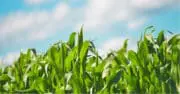 Soufflet Agriculture : négociation exclusive pour l’acquisition des Etablissements Bordage