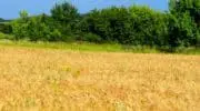 Collecte céréalière 2016 : InVivo et ses coopératives adhérentes se mobilisent