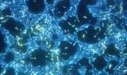 Nettoyage : comment lutter contre les biofilms ?