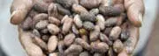 L’industrie du cacao se mobilise