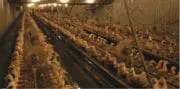 Le foie gras à nouveau envisagé dans les exploitations du Sud-Ouest