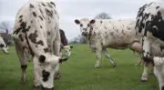 Le gouvernement renforce sa stratégie en matière de bien-être animal