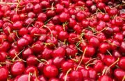 Supension d’importation des cerises fraîches traitées au diméthoate