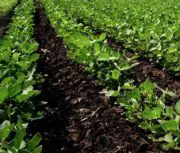 Tyson Foods lance une coalition pour faire avancer l&rsquo;avenir des protéines durables