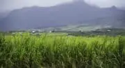 Création de la 1ère filière réunionnaise de sucre de canne bio
