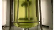 La gamme d&rsquo;huiles d&rsquo;algues de Fermentalg sur le marché de la nutrition infantile