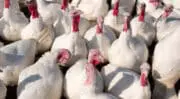 Elevage : La Commission européenne étend l&rsquo;utilisation d&rsquo;Enviva Pro, un probiotique multi-souches, à la dinde européenne