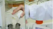 Nutrition animale : METabolic EXplorer annonce un second procédé pour la production de L-Valine