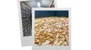 Insectes : Invers va accroitre ses capacités de production