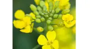 DSM propose une protéine végétale complète à base de canola sans aucun allergène