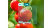 Comment utiliser l&rsquo;intelligence artificielle dans l&rsquo;agriculture moderne  