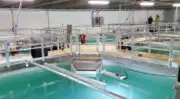 Pure Salmon France implante sa première ferme aquacole de saumon en France