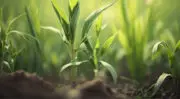 Les matières premières 100 % renouvelables sont l&rsquo;avenir d&rsquo;une bioéconomie réduisant la dépendance des industries à l&rsquo;égard des combustibles fossiles