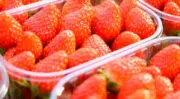 La filière Fraise Label Rouge confirme sa montée en puissance en 2025