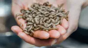 Aquaculture : BioMar, Innovafeed et Auchan accélérent la commercialisation de la farine d’insectes