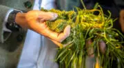 Nouveaux ingrédients : Grassa veut proposer ses protéines issues de l&rsquo;herbe pour l&rsquo;alimentation humaine d&rsquo;ici 2027
