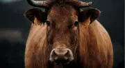 Les 10 mesures d’INTERBEV pour relancer la production française de ruminants et réduire les importations