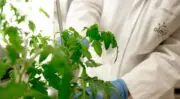 Olmix double les capacités de production de biostimulants liquides sur son site de Guétavet