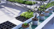 L’IA et l’automatisation redessinent l’avenir de la filière fruits et légumes