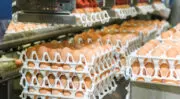 La consommation d&rsquo;oeufs bat tous les records