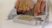 Soufflet Malt fournit son malt issu de l’agriculture régénérative «Regenova» pour une bière en édition limitée de Sapporo