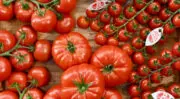 Tomate Label Rouge : Une filière française en croissance face à la concurrence internationale