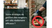 Votre stratégie de gestion des rongeurs est-elle vraiment efficace ?