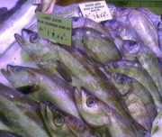 Conserves de poissons : la filière française s’engage au développement durable et à la préservation des ressources