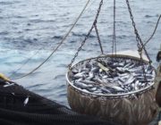 L’Union européenne proscrit la pêche au bar jusqu’au mois d’avril prochain