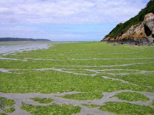 Roquette et Algama allient leurs forces dans les produits alimentaires à base de microalgues