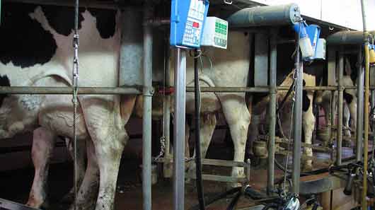 Prospérité Fermière et Ingredia lancent un lait écoresponsable et « sans OGM »