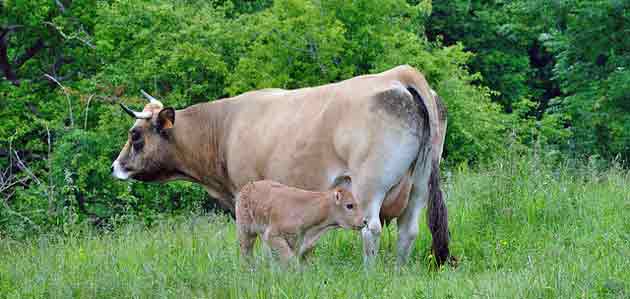 Viande bovine: La Chine peine à répondre à la demande en bœuf