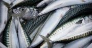Pêche : l’Islande impose un quota « modéré » sur le maquereau