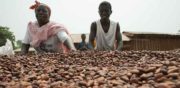 Pauvreté des producteurs de cacao : pas de futur pour le chocolat
