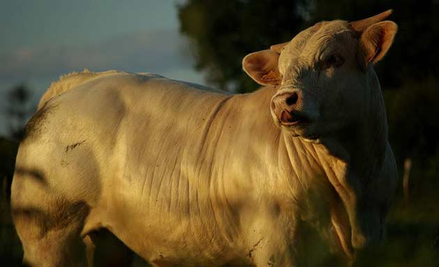 Filière bovine : les éleveurs manifestent contre la baisse des cours