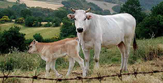 Filière bovine : miser sur les pays tiers